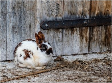 Biggest Mistakes You Can Make As A New Rabbits Owner