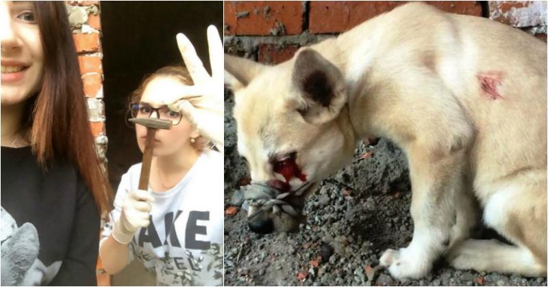 Alina Orlova Dog Killer