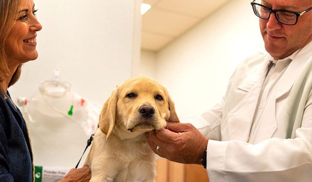 Pet Wellness Plans: A Great Way to Manage Your Preventative Vet Bills.