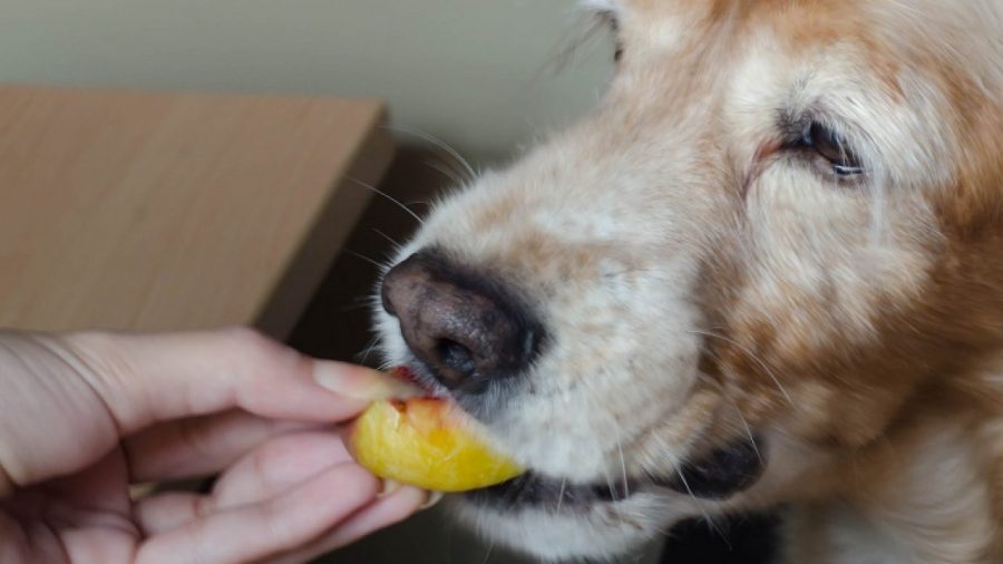 How Much Guava To Feed Your Dog