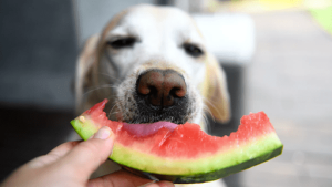 Can-Dogs-Eat-Fruit-Snacks