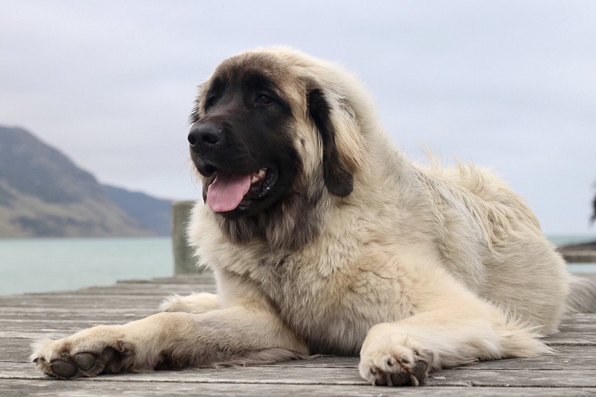 dog with the strongest bite - leonberger
