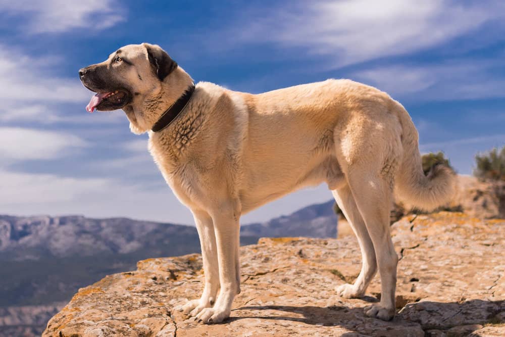 what dog has the strongest bite -- The Kangal